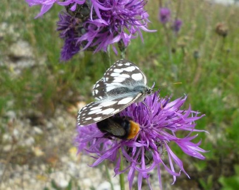 Délimitation des talus prioritaires pour la biodiversité