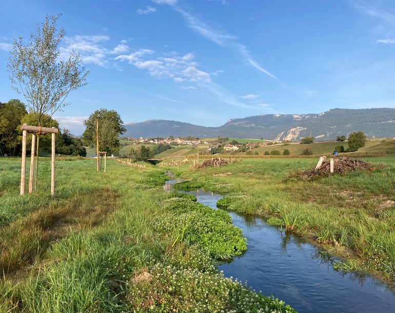 REVITALISATION DU RUISSEAU DU BEY À CHAMBLON/MONTAGNY-PRÈS-YVERDON (VD)