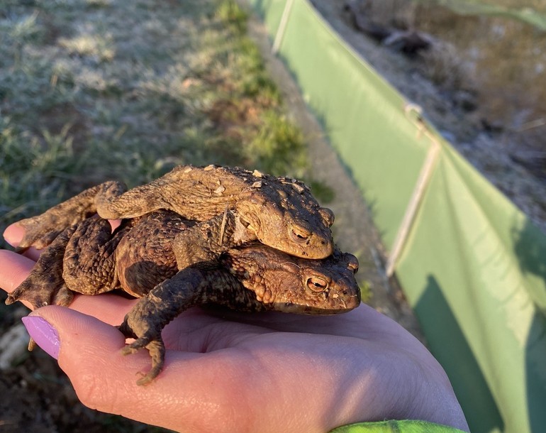 Analyse des flux migratoires d'amphibiens en lien avec un site IBN à travers le quartier de l'Oiselier à Porrentruy (JU)