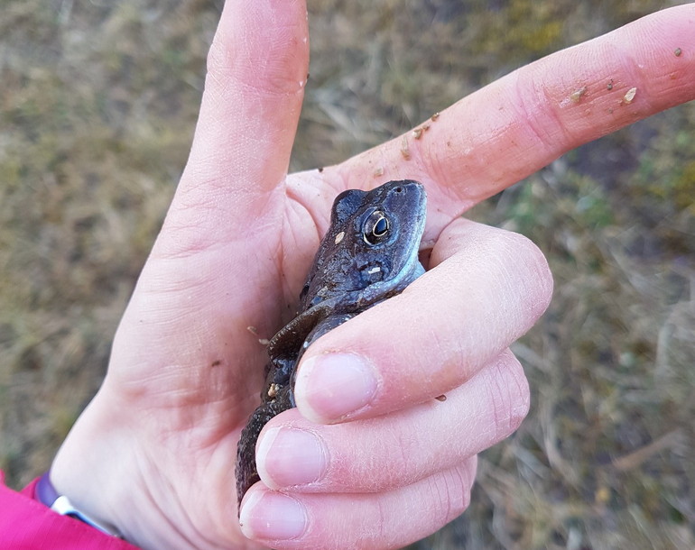 Suivi de la population d’amphibiens sur le site de l’Etang Corbat à Porrentruy (JU)