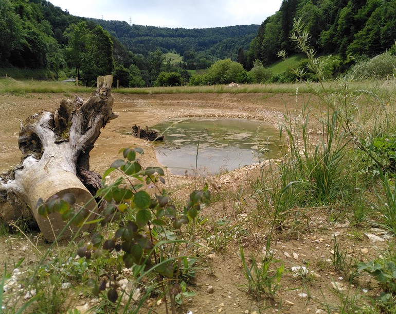 Revitalisation de la zone alluviale d'importance nationale de la Lomenne