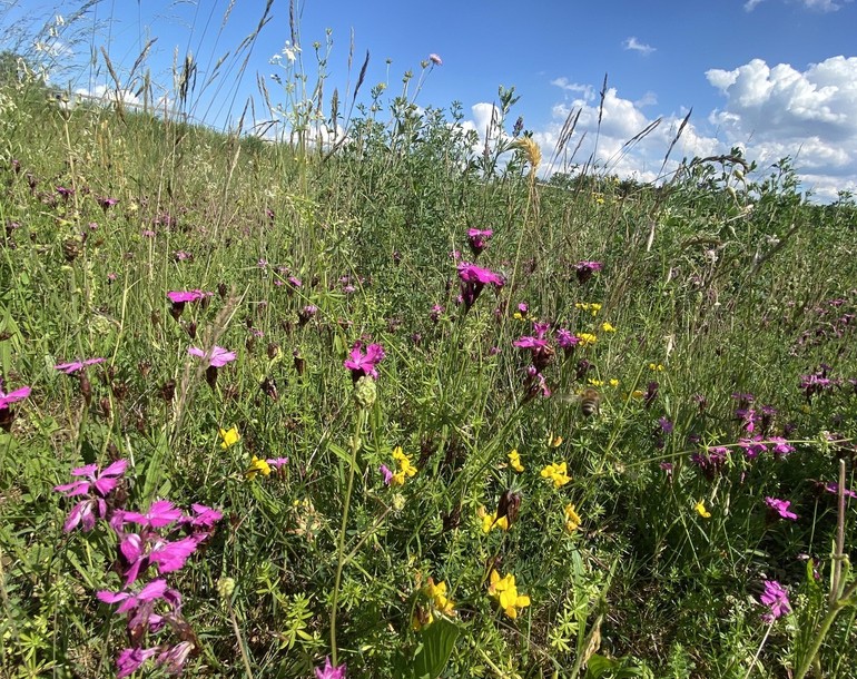 Délimitation des secteurs prioritaires pour la biodiversité sur les espaces verts des autoroutes (ZH, SH, SZ)