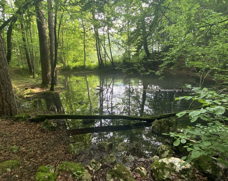 Etablissement de plans de gestion à Mettembert (JU) : site IBN Les Charbonnières et étangs de Sainte-Anne