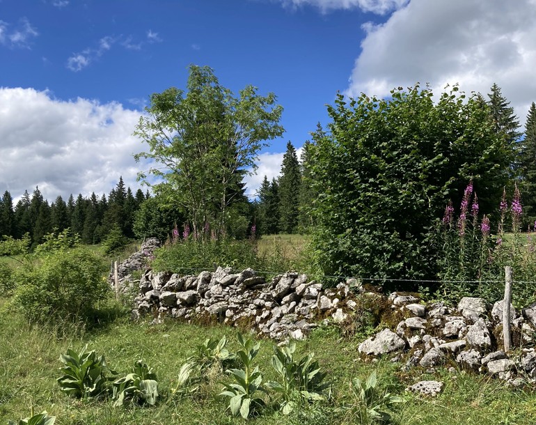 Participation à la révision des plans d’aménagement locaux (PAL) de six communes neuchâteloises (NE)