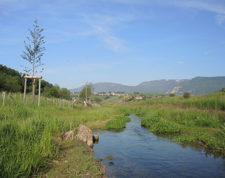 Suivi faune et flore suite à la revitalisation du ruisseau de Bey à Chamblon/Montagny-près-Yverdon (VD)