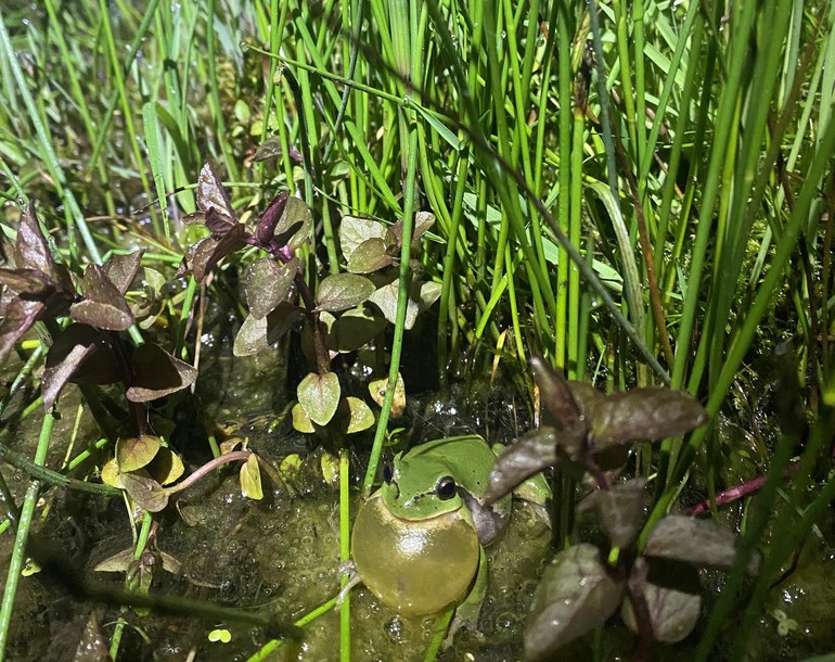Suivi des effets de la protection des biotopes en Suisse (WBS) – sites IBN du canton du Jura (JU)
