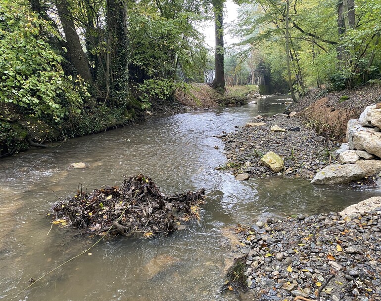 Renaturation et amélioration de l'habitat aquatique de la Seymaz (GE)
