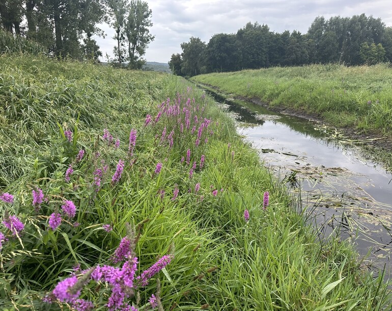 Revitalisation du canal d'Entreroches à Bavois, Orny et Pompaples (VD)