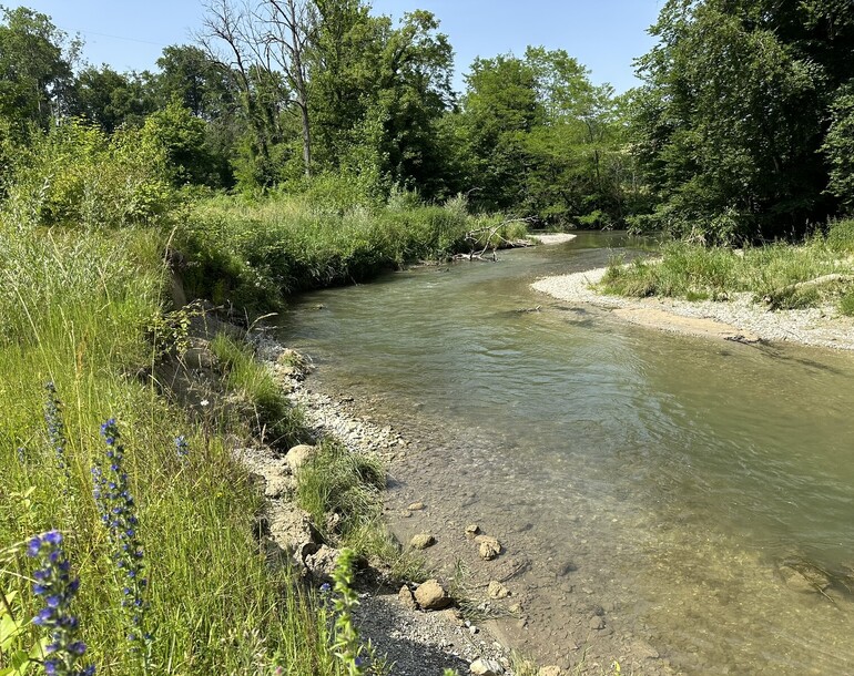 Contrôle des effets de la revitalisation de la Venoge à Echandens (VD)