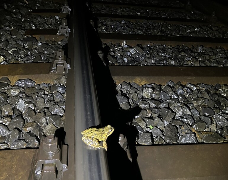 Assainissement du conflit entre la migration des amphibiens et les chemins de fers à Courtemaîche et Courgenay (JU)