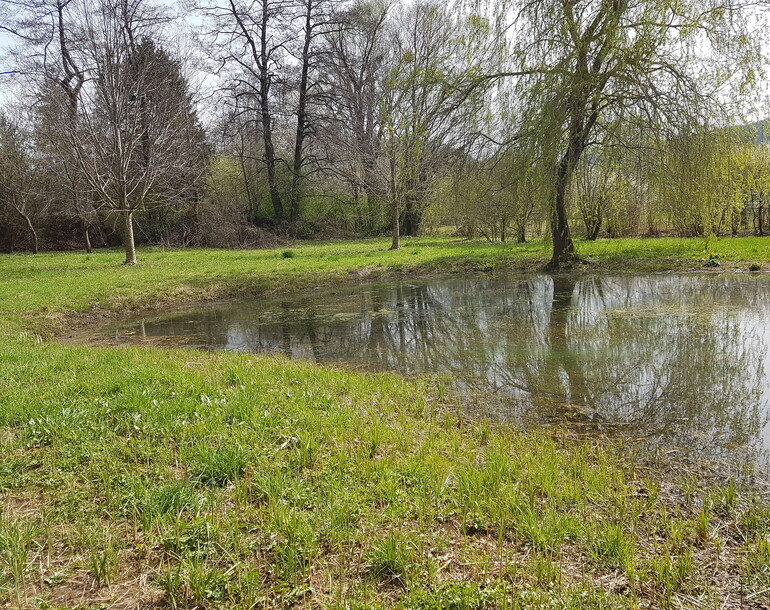 Etablissement de plans de gestion à Boécourt (JU): étangs privés du site IBN Les Esserts