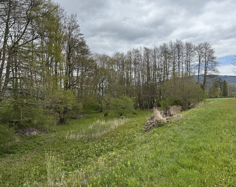 Mesures pour la réserve naturelle Pro Natura L'Etaple à Boudevilliers (commune de Val-de-Ruz) (NE)