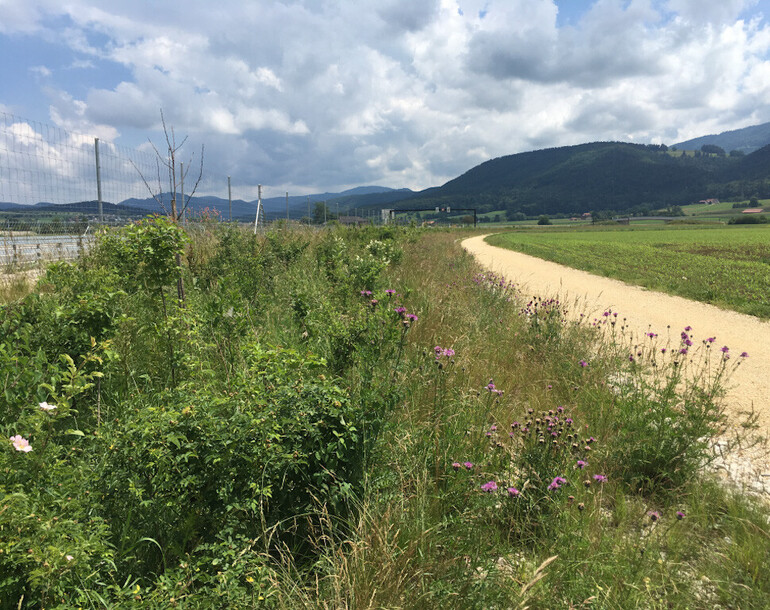 Aménagement végétal des talus de la section 8 de l'autoroute A16 (JU)