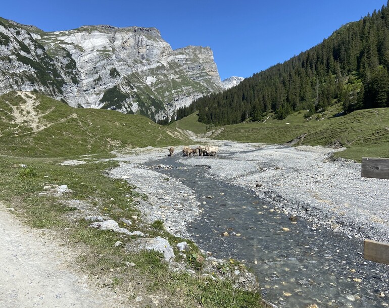 Cartographie de la zone alluviale de Bargis à Trin et Flims (GR)