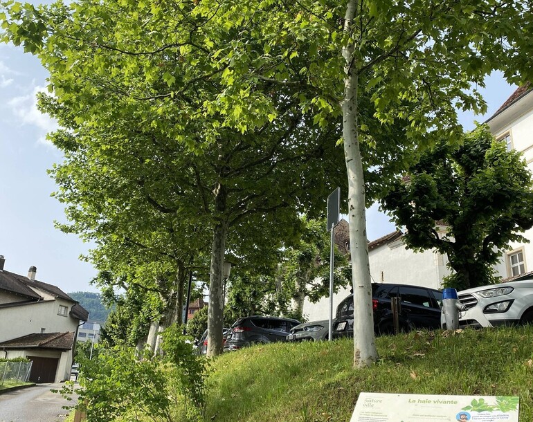 Expertise de l'adéquation du contenu panneaux didactiques du Sentier Nature en ville à Delémont (JU)