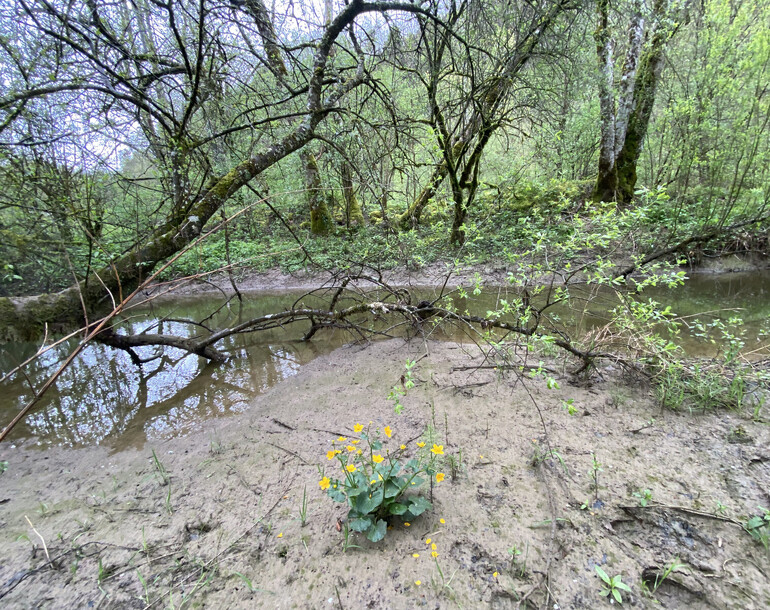 Etablissement de l'étude préliminaire au plan de gestion du site IBN Bellefontaine à Clos du Doubs (JU)