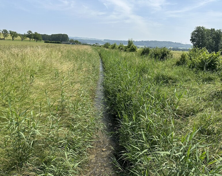 Suivi de l'efficacité de l'entretien du Mujon à Mathod, Suscévaz et Treycovagnes (VD)