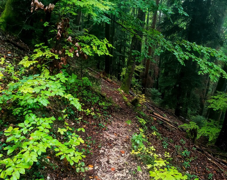 Elaboration d'une méthodologie d'évaluation dans le cadre des procédures d'autorisation pour la création de pistes de VTT (JU)