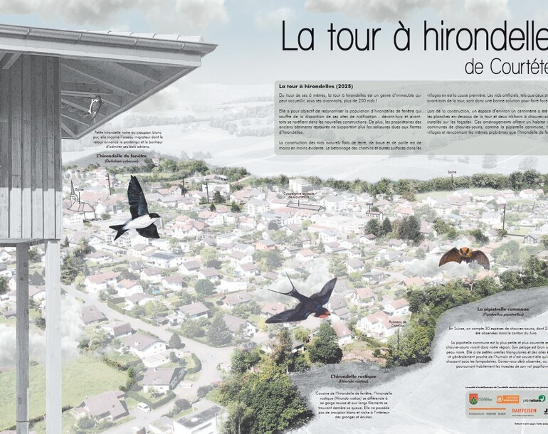 Elaboration du panneau didactique de la tour à hirondelles de Courtételle (JU)